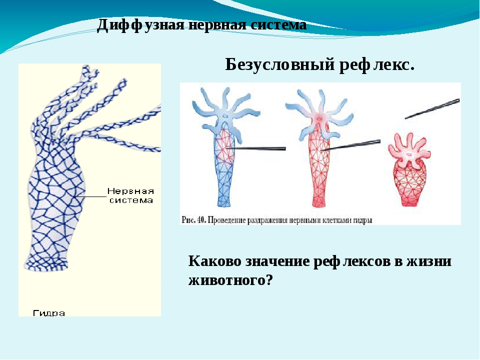 Кракен современный даркнет